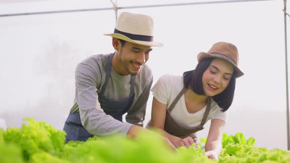 Two Asian attractive couple farmers working in vegetables hydroponic greenhouse farm with happiness.