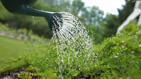 Watering in the Garden 25