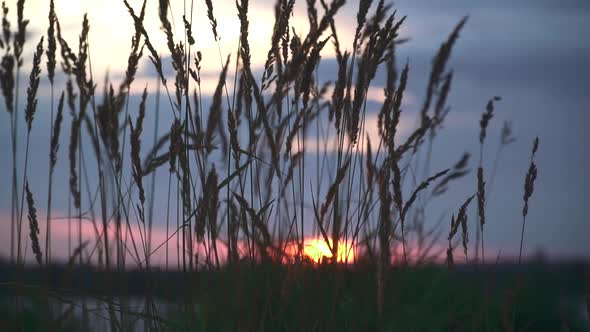 Beautiful Sunset on the River Bank