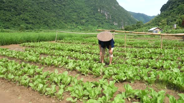 Farmer Walking And Taking Care His Vegetable Garden