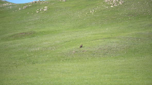 Wild Eagle Perched in Plateau