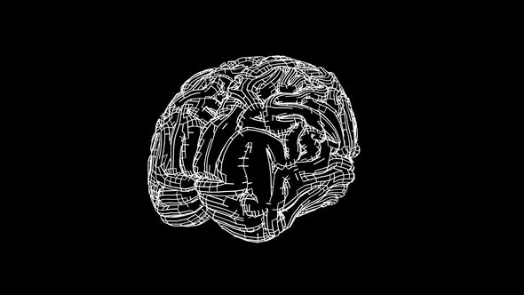 Sketchy Style Human Brain White on Black Background Looped Animation