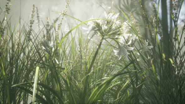 Grass Flower Field with Soft Sunlight for Background.