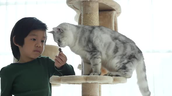 Cute Asian Child Feeding American Shorthair Cats At Home Slow Motion