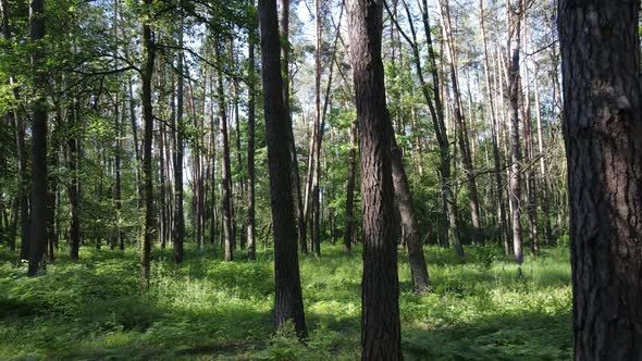 Trees in the Forest By Summer Day