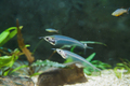 kryptopterus bicirrhis or asian glass catfish close-up - PhotoDune Item for Sale