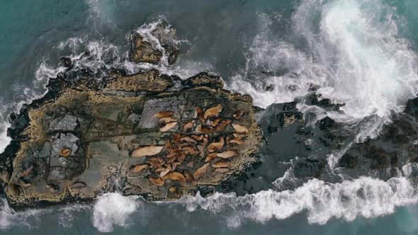 Bird Eye View of Flock of Lying and Resting Sea Lions, Which Occuping Entire Rocky Breakwater. Wild