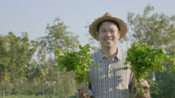 Slow motion 4K Happy Asian farmer harvest fresh vegetables in organic farm.