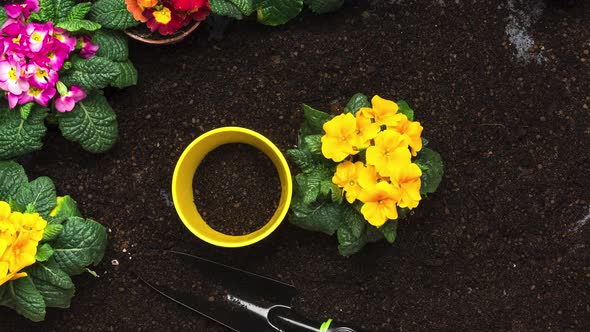 Spring Flowers Primula Gardening Activity.