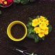 Spring Flowers Primula Gardening Activity. - VideoHive Item for Sale