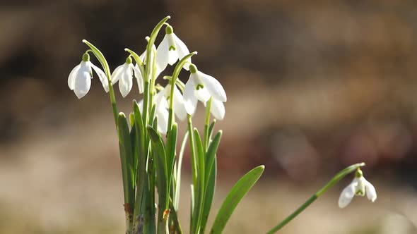 White Snowdrop Flowers