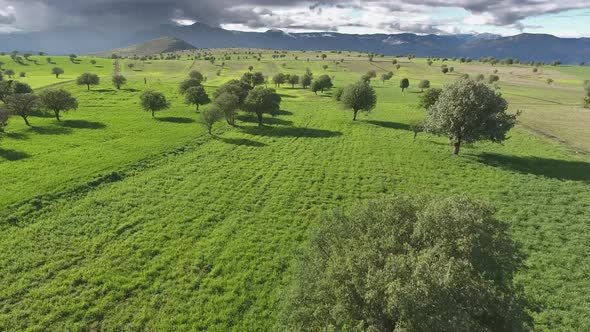 Green Fields With Sparse Trees and Cloudy Mountains in Moorland