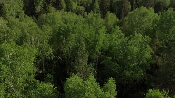 Low Altitude Flight Over Green Treetops. Panorama Over the Green Forest. Spruces and Birches in a