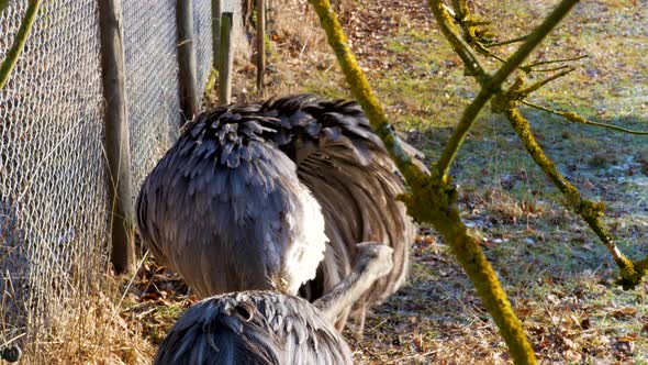 Rhea cleaning his feathering.