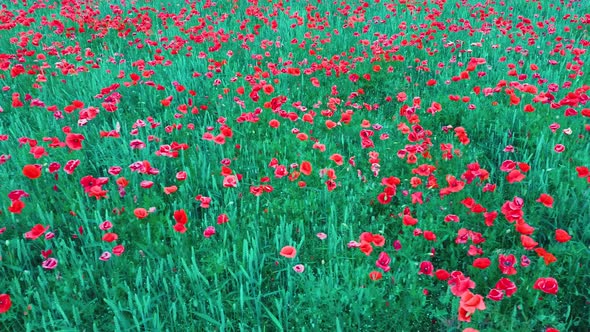 Field of Blossoming Red Poppies Summer Landscape Meadow. Aerial Dron Shoot. 