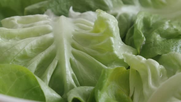 Close-up of washed Lactuca sativa lettuce  4K footage