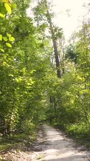 Vertical Video of Trees in the Forest in Autumn