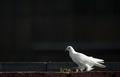 Dove - PhotoDune Item for Sale