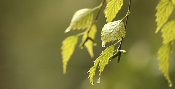 Birch Leaves And Rain 2 alt