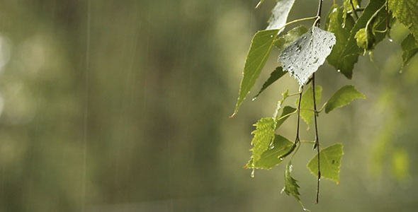 Birch Leaves And Rain