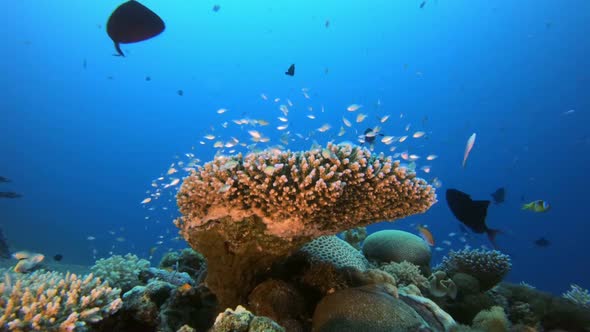 Marine Life Coral Garden