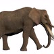 3D Elephant Walk - VideoHive Item for Sale