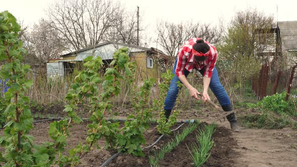 Female Farmer in Checkered Red Shirt, Jeans, Loosens Black Soil Round Young Green Onion, Using Raker