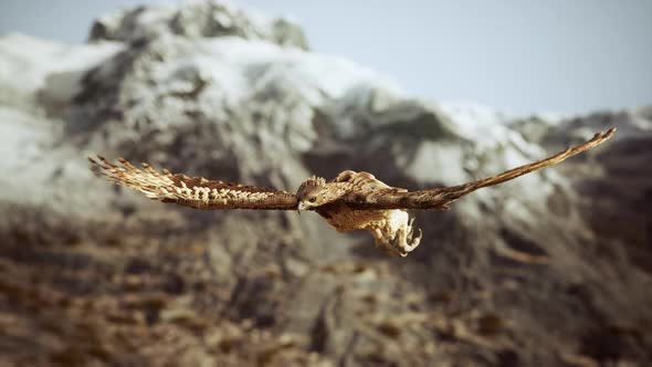 Extreme Slow Motion Shot of Eagle