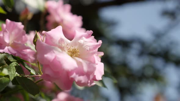 Pink and white color  climber Rose woody perennial flower shallow DOF 4K 2160p 30fps UltraHD footage