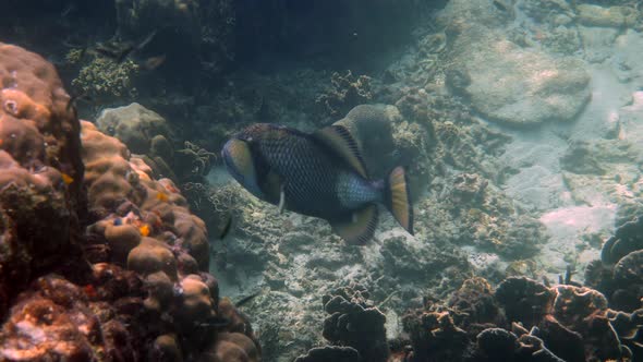 Underwater Video of Titan Triggerfish or Balistoides Viridescens in Gulf of Thailand