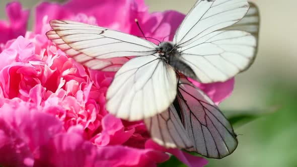 Black Veined White Butterfly