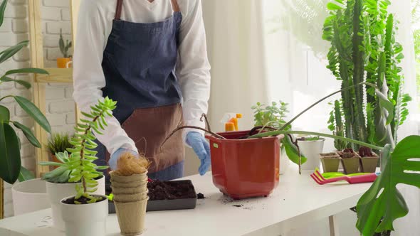 Woman in Gloves and Apron Potting House Plant Close Up