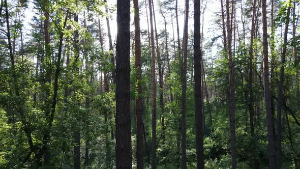 Trees in the Forest By Summer Day