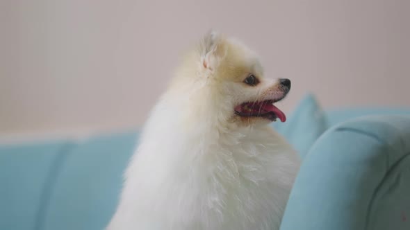 cute white hair puppy Pomeranian sit relax on sofa couch in living room at home