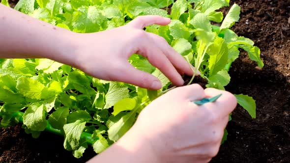 planting seedlings.  Female hands planting a Chinese cabbage seedling in the ground.