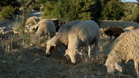 Sheep Grazing Field