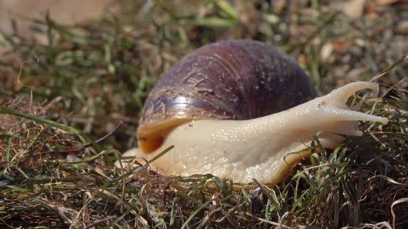 African Giant Snail Achatina on Grass