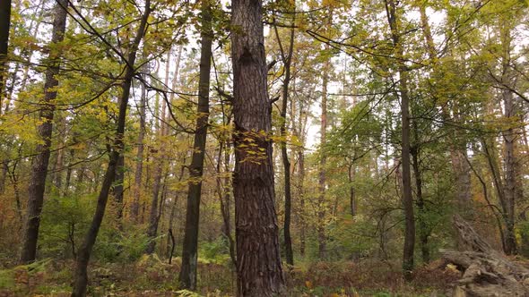 Autumn Forest Landscape with Trees By Day