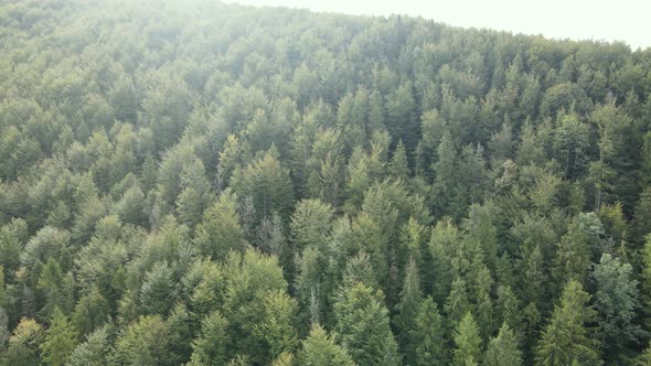 Nature of Ukraine: Carpathian Mountains Slow Motion. Aerial View