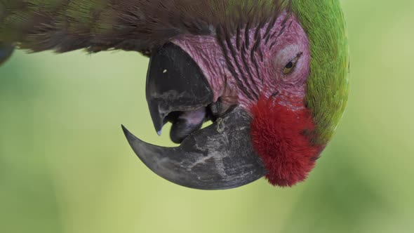 Close up vertical video of a relaxed red-fronted macaw resting in nature with its beak opening the t