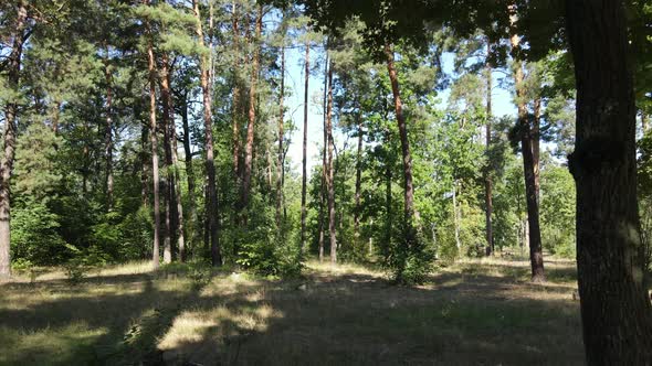 Trees in the Forest During the Day