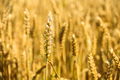 Wheat spikes on golden field - PhotoDune Item for Sale