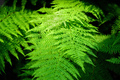 Fern leaves in forest - PhotoDune Item for Sale