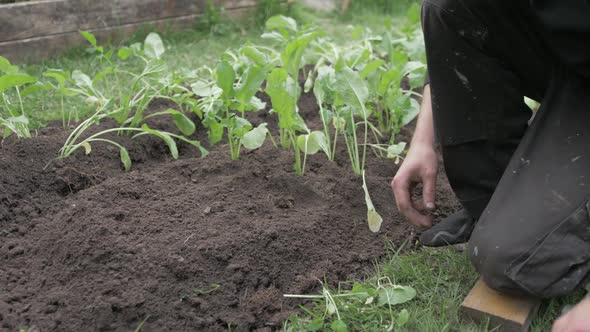 Young gardener transplanting turnips into soil