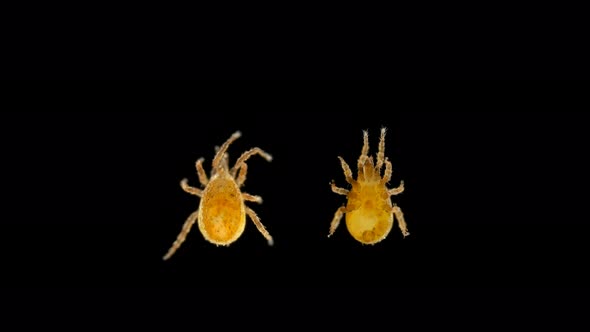 Tick of the Order Mesostigmata Under a Microscope, Class Arachnida, Superorder Parasitiformes