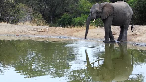 Lone elephant bull drinking water stretching his trunk with beautiful reflection, Greater Kruger.