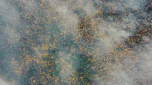 Top View of Autumn Forest and Morning Fog Flying Over the Forest