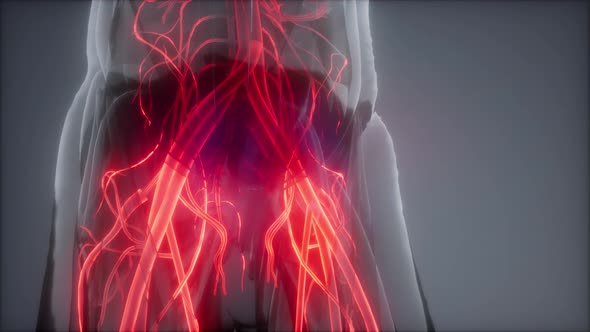 Blood Vessels of Human Body alt