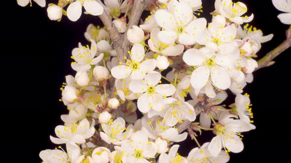 White Flowers Blossoms on the Branches Cherry Tree