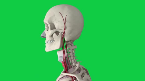 The green background skull and vein